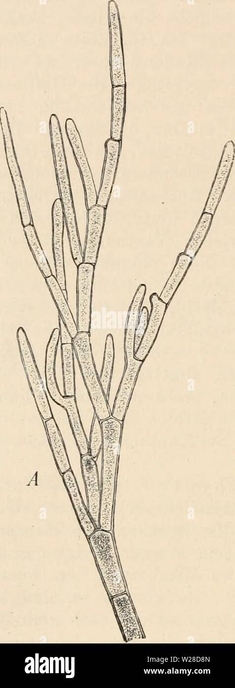 Archive image from page 423 of Das botanische praktikum, anleitung zum