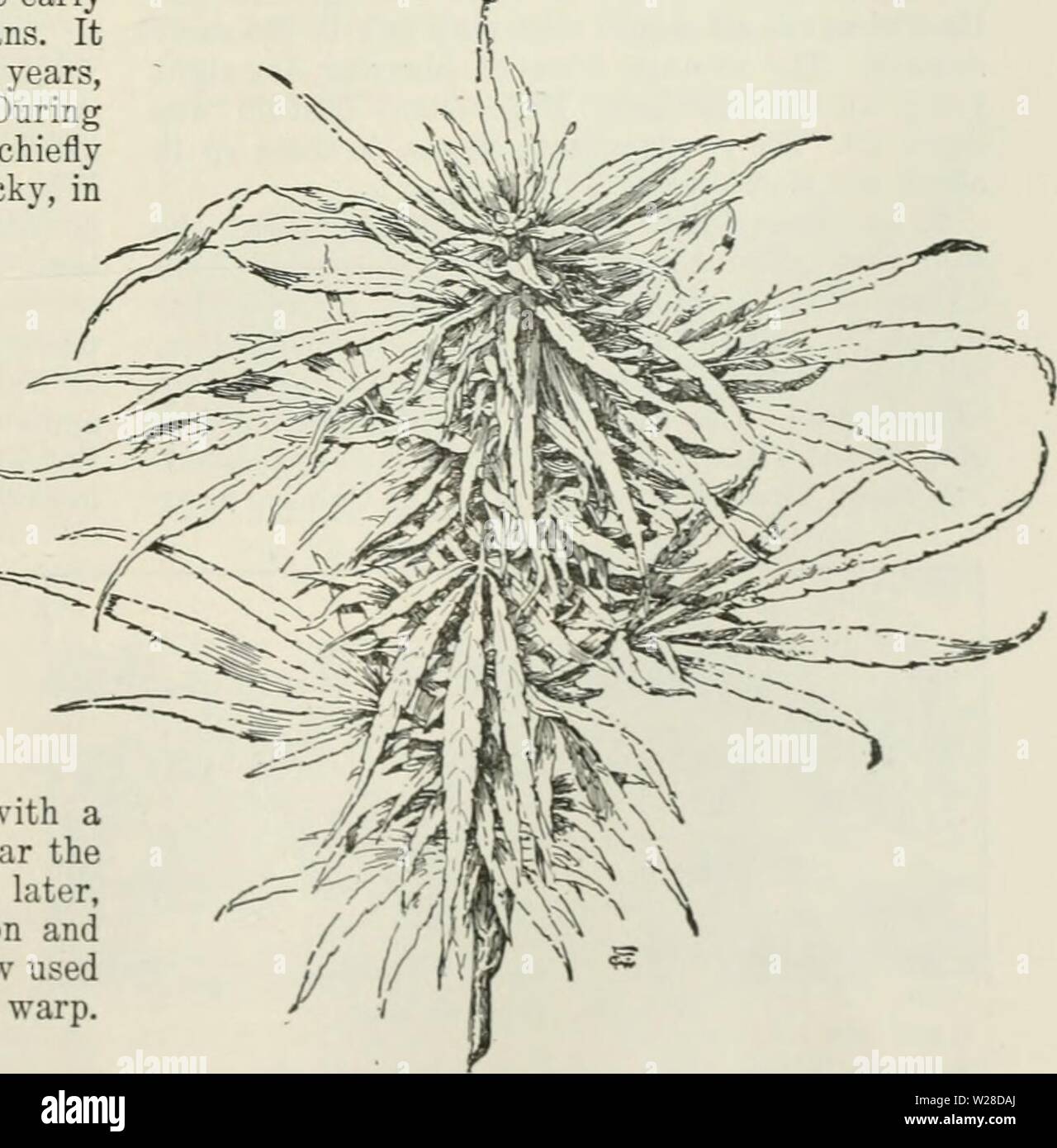 Archive image from page 424 of Cyclopedia of farm crops Stock Photo