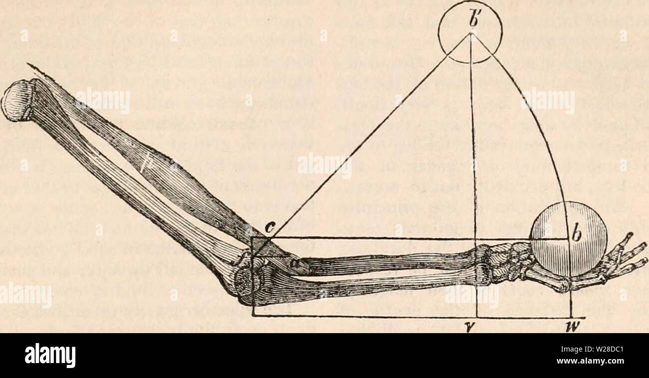 Archive image from page 424 of The cyclopædia of anatomy and Stock Photo