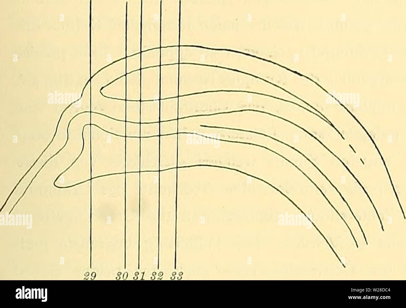 Archive image from page 424 of Denkschriften der Medicinisch-Naturwissenschaftlichen Gesellschaft zu. Denkschriften der Medicinisch-Naturwissenschaftlichen Gesellschaft zu Jena  denkschriftender446medi Year: 1879  29 Entwickelungsgeschichte des Kopfes und des Blutgefässsystems von Ceratodus forsteri. 689 der Urdarmhöhle ausgeschaltet. Alsdann beginnt es sich in der bereits oben geschilderten Weise von der Darmwand zu isoliren und zum Chordastrange umzubilden. — Bei der Untersuchung der Querschnitte 32 und 33, die durch die caudale Hälfte des erweiterten, vorderen (zum Teil Kopf-)Abschnittos de Stock Photo
