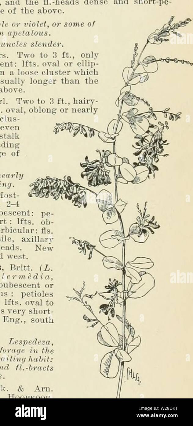 Archive image from page 426 of Cyclopedia of American horticulture, comprising. Cyclopedia of American horticulture, comprising suggestions for cultivation of horticultural plants, descriptions of the species of fruits, vegetables, flowers, and ornamental plants sold in the United States and Canada, together with geographical and biographical sketches  cyclopediaofam02bail Year: 1900  LEPTOSYNE LESPEDEZA 903 aÂ«. In the Noith thei,- i.I lilt- aip ni..-tlv tr. .it.-d as half-hardy anmuiK Nmi nth. It II Ilk III, popularity of i itli. i ( '-i 111. promises to olm Ink ir i' 1 1 1 HI America. L. t Stock Photo