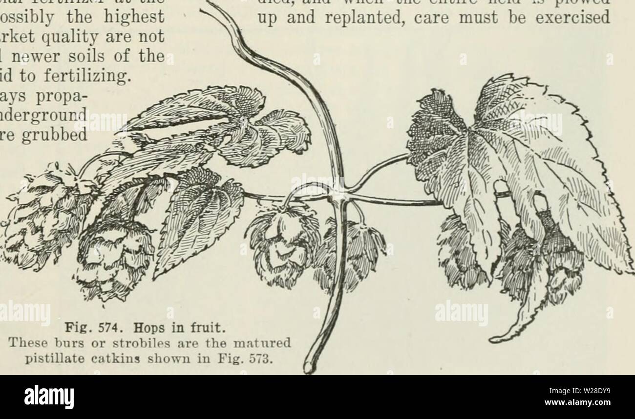 Archive Image From Page 428 Of Cyclopedia Of Farm Crops Cyclopedia Of Farm Crops A Popular Survey Of Crops And Crop Making Methods In The United States And Canada Cyclopediaoffarm00bailuoft Year Archive Image From Page 428 Of Cyclopedia Of Farm Crops Cyclopedia Of Farm Crops A Popular Survey Of Crops And Crop Making Methods In The United States And Canada Cyclopediaoffarm00bailuoft Year