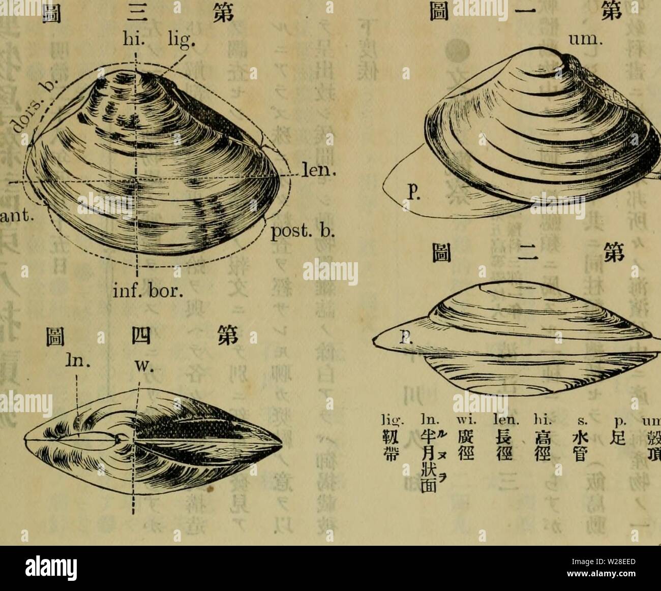 Archive image from page 434 of Dbutsugaku zasshi (1889) Stock Photo