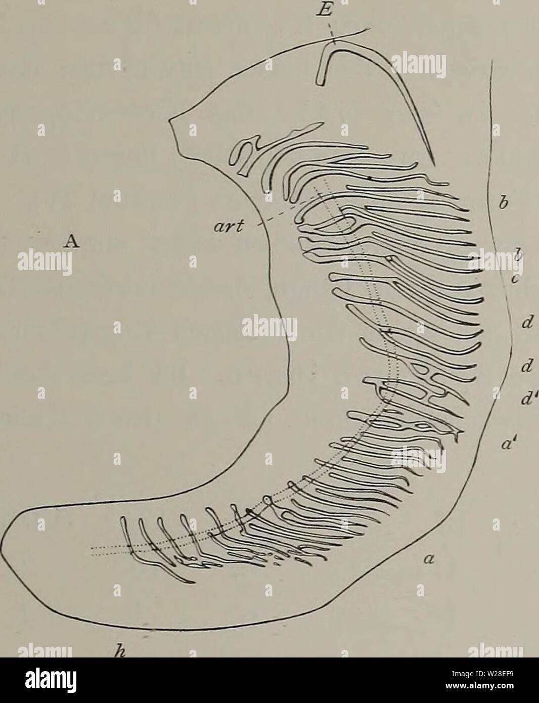 Archive image from page 434 of Denkschriften der Medicinisch-Naturwissenschaftlichen Gesellschaft zu. Denkschriften der Medicinisch-Naturwissenschaftlichen Gesellschaft zu Jena  denkschriftender1104medi Year: 1879  4i9 Tatsächliches aus der Entwickelung des Extremitätenskelettes bei den niedersten Formen. 419 glänzenden Perichondrium überzogen. Als ich aber die hyaline Grundsubstanz nach van Wijhe mit Methylenblau färbte und ein Totalpräparat herstellte, sah ich, daß die Einheitlichkeit doch nur eine scheinbare war. In Fig. 10 B ist der Baum, welcher an der Stelle der Radien c, d d der Fig. 10 Stock Photo