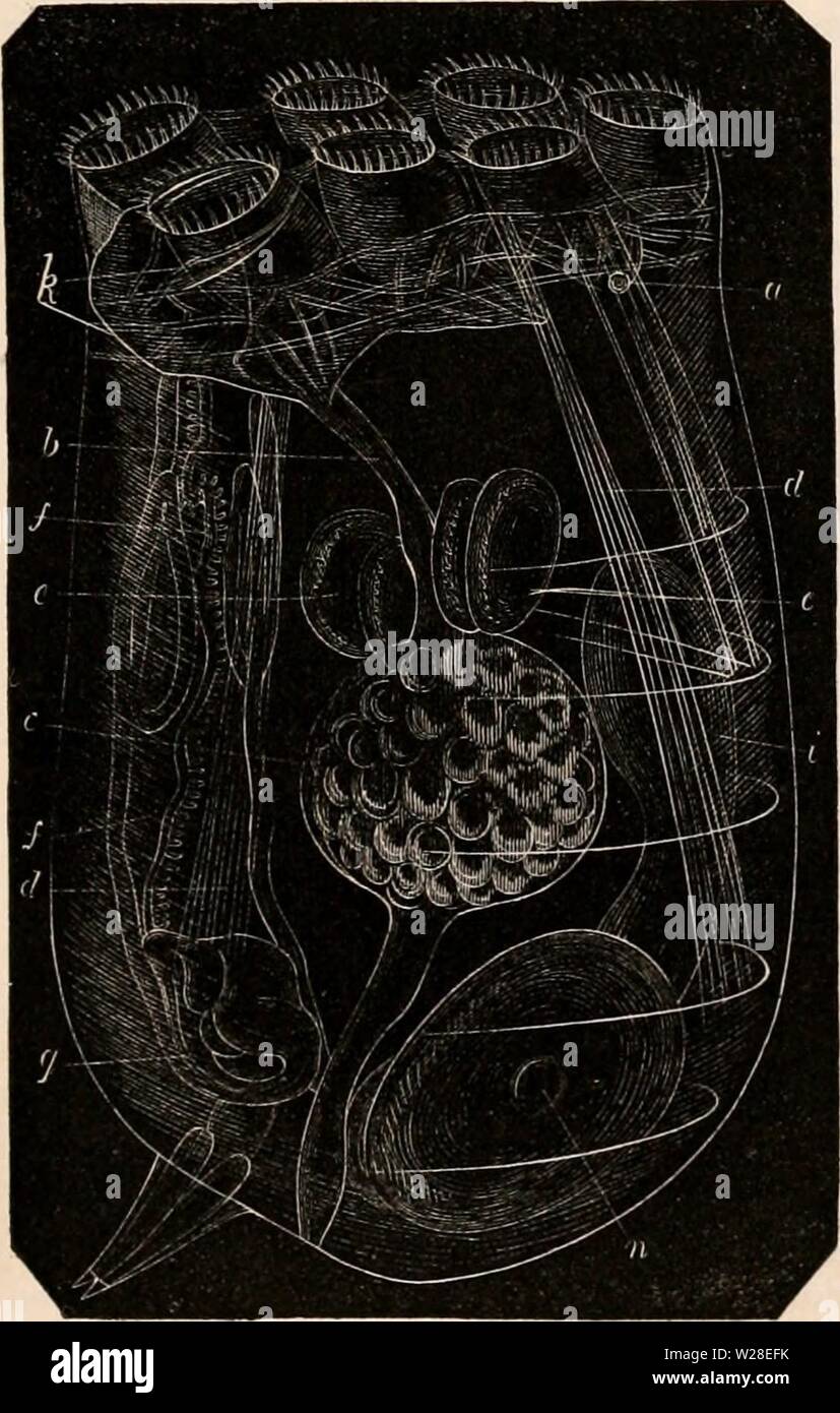 Archive image from page 434 of The cyclopædia of anatomy and Stock Photo