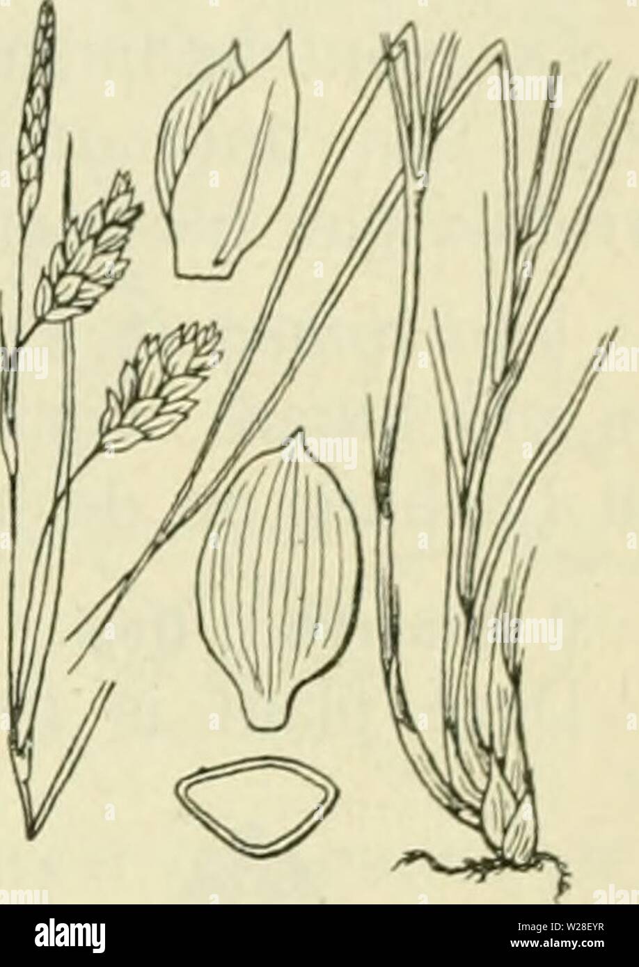 Archive image from page 438 of De flora van Nederland (1909-11). De flora van Nederland  defloravannederl01heuk Year: 1909-11.  FAMILIK 17. CYPERACEAE. — 397    Carex limosa Fig. 317. 4- 1-3 dM. Maart, April, meest iets later dan de vorife, soms in den Herfst nog weer. Exemplaren, die in goede weiden groeien, gelijken vaak zeer op C. mon- tana, doch zijn er van te onderscheiden, doordat de kafjes roodbruin zijn en de wortelstok nooit houtig is. Voorkomen in Europa en in Nederland. De plant komt in geheel Europa in droge bosschen, op grazige plaatsen en in de duinen voor. Zij is hij ons vrij al Stock Photo