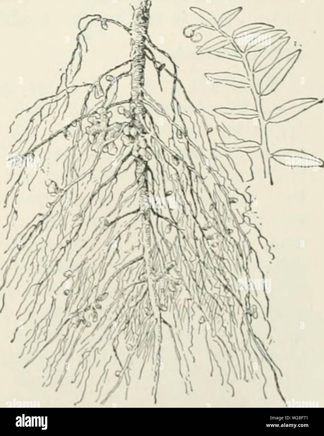 Archive image from page 442 of Cyclopedia of farm crops . Cyclopedia of farm crops : a popular survey of crops and crop-making methods in the United States and Canada  cyclopediaoffarm00bailuoft Year: 1922, c1907  Fig. 591. Root nodules. Black medic (Medicago lupulina). Two and one-half times natural size. form, Moore has recently changed the name to Pseudomonas radicicola, though the relation of the cilia to the organism is not very clearly known, in consequence of which there may be some uncer- tainty as to the appropriateness of this name. The larger rod-like form is 1.5 m to 5 m long by 0. Stock Photo