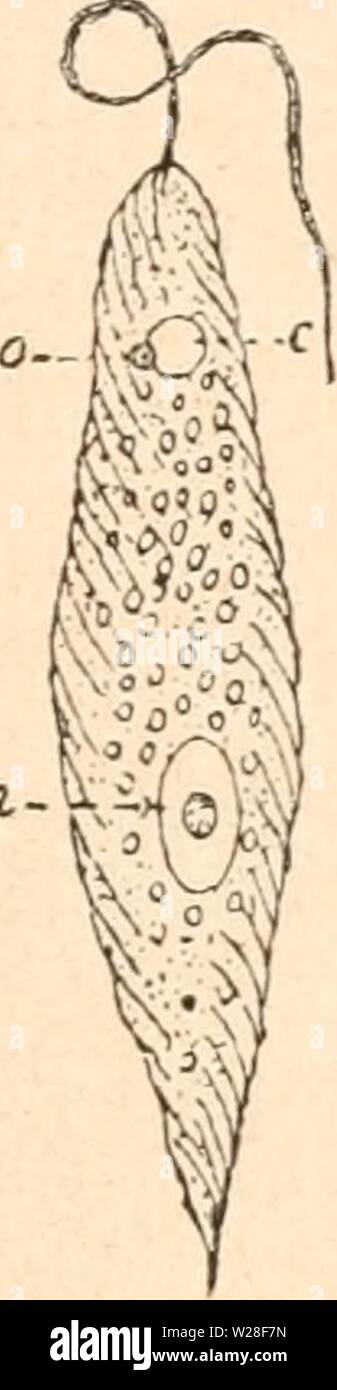 Archive image from page 442 of Das werden der organismen zur. Das werden der organismen zur widerlegung von Darwins zufallstheorie durch das gesetz in der entwicklung  daswerdenderorga00hert Year: 1922  Anpassungen der Organismen an die leblose Natur. iq wieder einfach, wie bei Euglena viridis, oder ein wenig komplizierter, wie bei Erythropsis agilis, gebaut sein. Euglena viridis ist gegen Licht in hohem Grade empfindlich. Ihr ovaler KÃ¶rper (Fig. 82) besteht aus einem grÃ¶Ãeren, durch Chlorophyll grÃ¼n gefÃ¤rbten Abschnitt und aus dem vorderen geiÃel- tragenden Ende, das einen roten Pigmentfl Stock Photo
