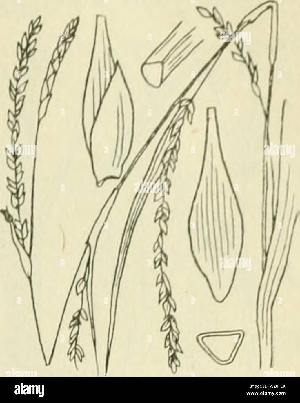 Archive image from page 444 of De flora van Nederland (1909-11). De flora van Nederland  defloravannederl01heuk Year: 1909-11.  FAM1L11-: 17. â CYPERACEAE. 403    Carex strigosa Fig. 326. zaani even ina als ile iinitjes. Deze (fiÂ«. 32(5) zijn drickantit,'-Iancctvormitj;-ellipsoÃ¯discli, circa 3 mM lanj,', veelnervi.u, noiei(Jeliji&lt; in den zeer iiei&lt;notten snavel versmald. Het mannelijke aartje is los- bloemij;, smal, verlcn.ud, tof 5 cM lanf,', de kafjes zijn vaak iets bruinachtig'niet stevijje, groene middenstreep. De vruchten zijn zeer klein, nog niet 2 mM lang, eirond, driekanti.u. Stock Photo