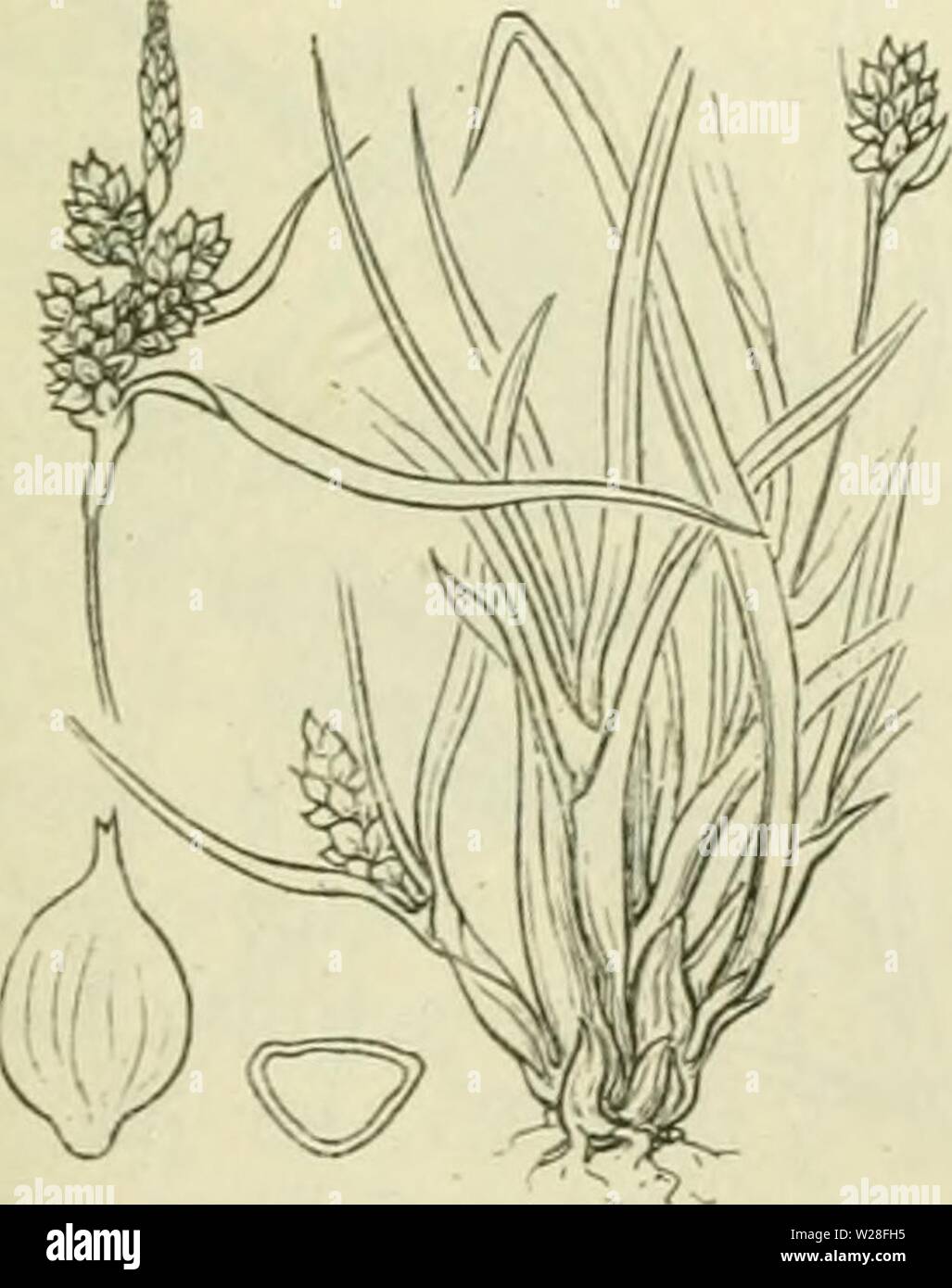 Archive image from page 446 of De flora van Nederland (1909-11). De flora van Nederland  defloravannederl01heuk Year: 1909-11.  Carex flava /S. Oederi Fig. 831. 1) flava = geel. -) eu-flava = echt flava. ') Oederi = Oeder's. Stock Photo