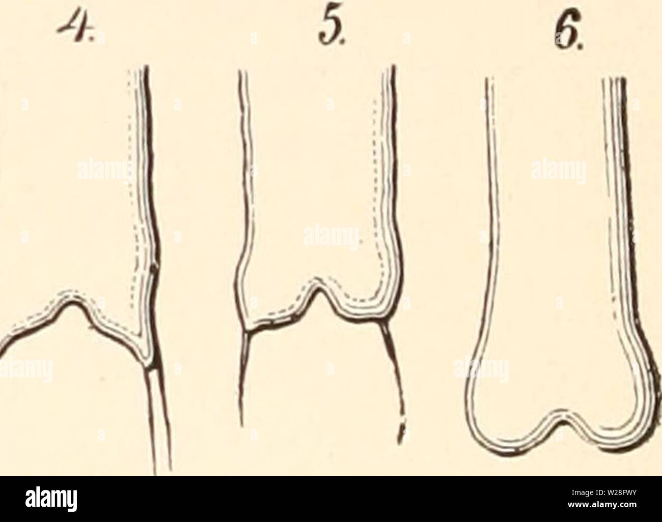 Archive image from page 449 of Darwinism; an exposition of the Stock Photo