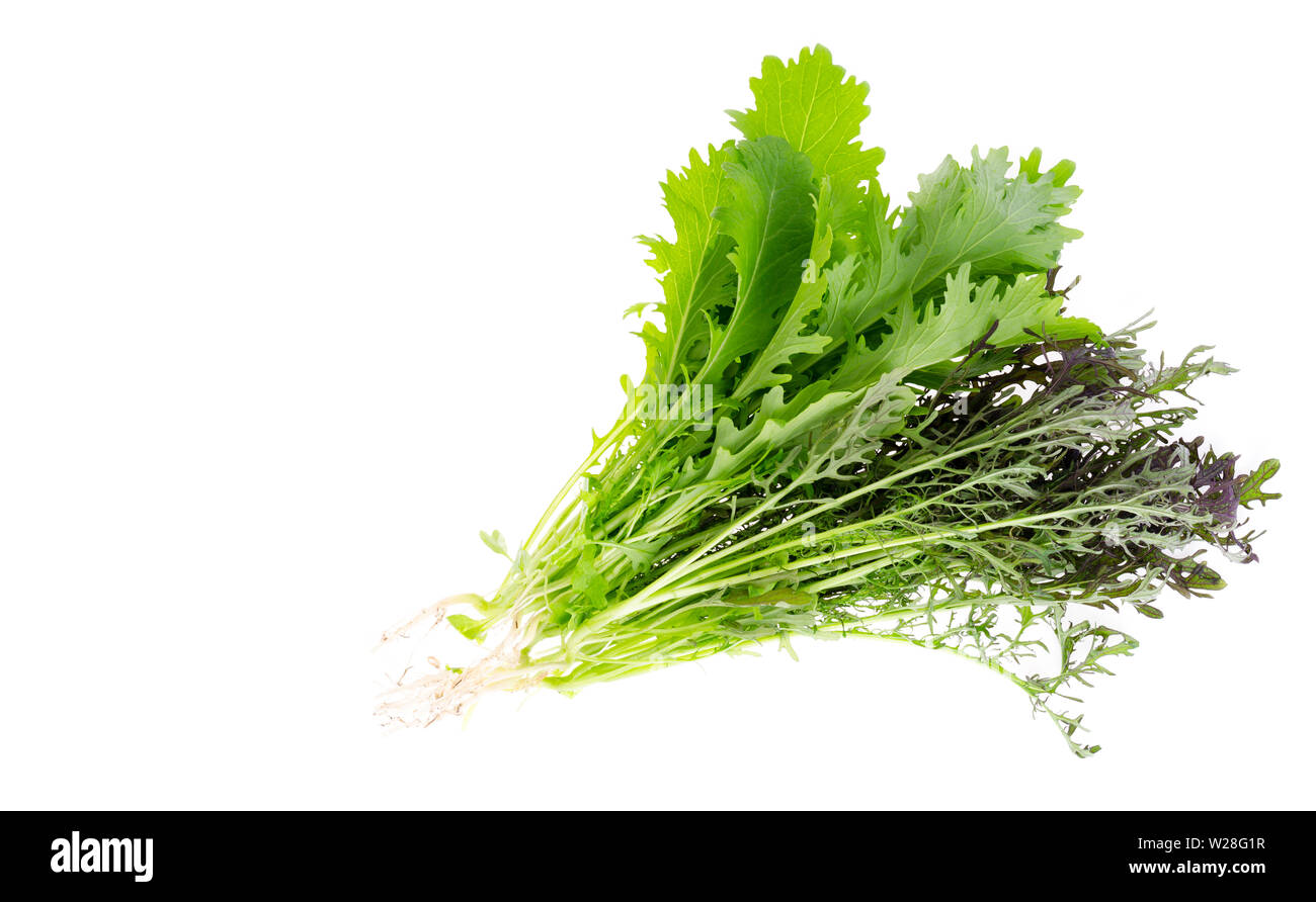 Fresh mustard leaf isolated on white. Photo Stock Photo Alamy