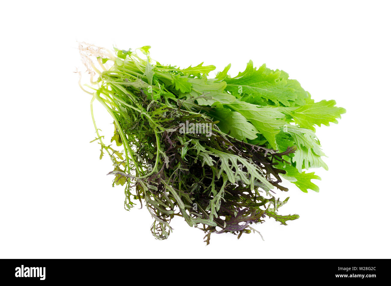 Fresh mustard leaf isolated on white. Photo Stock Photo Alamy