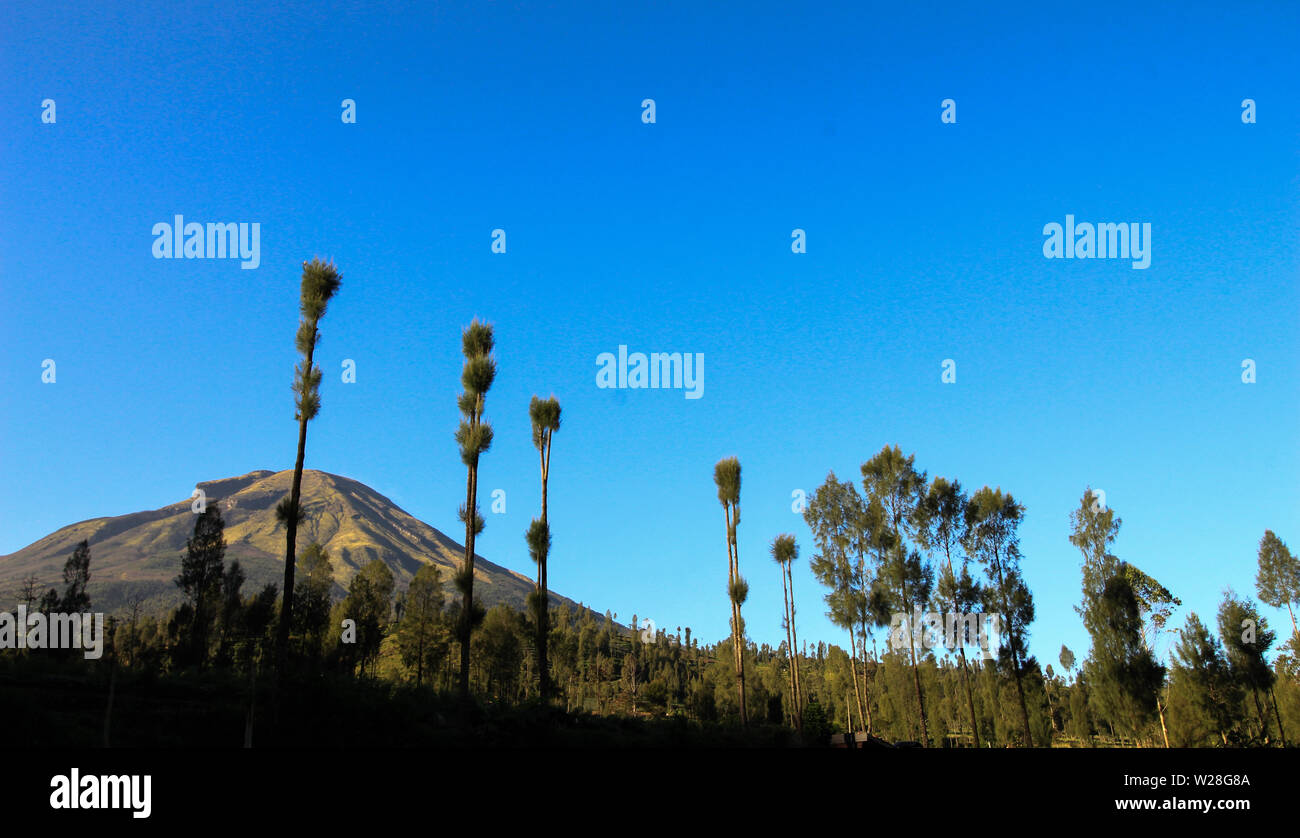 beautiful views of Mt. Sindoro seen among the trees Stock Photo