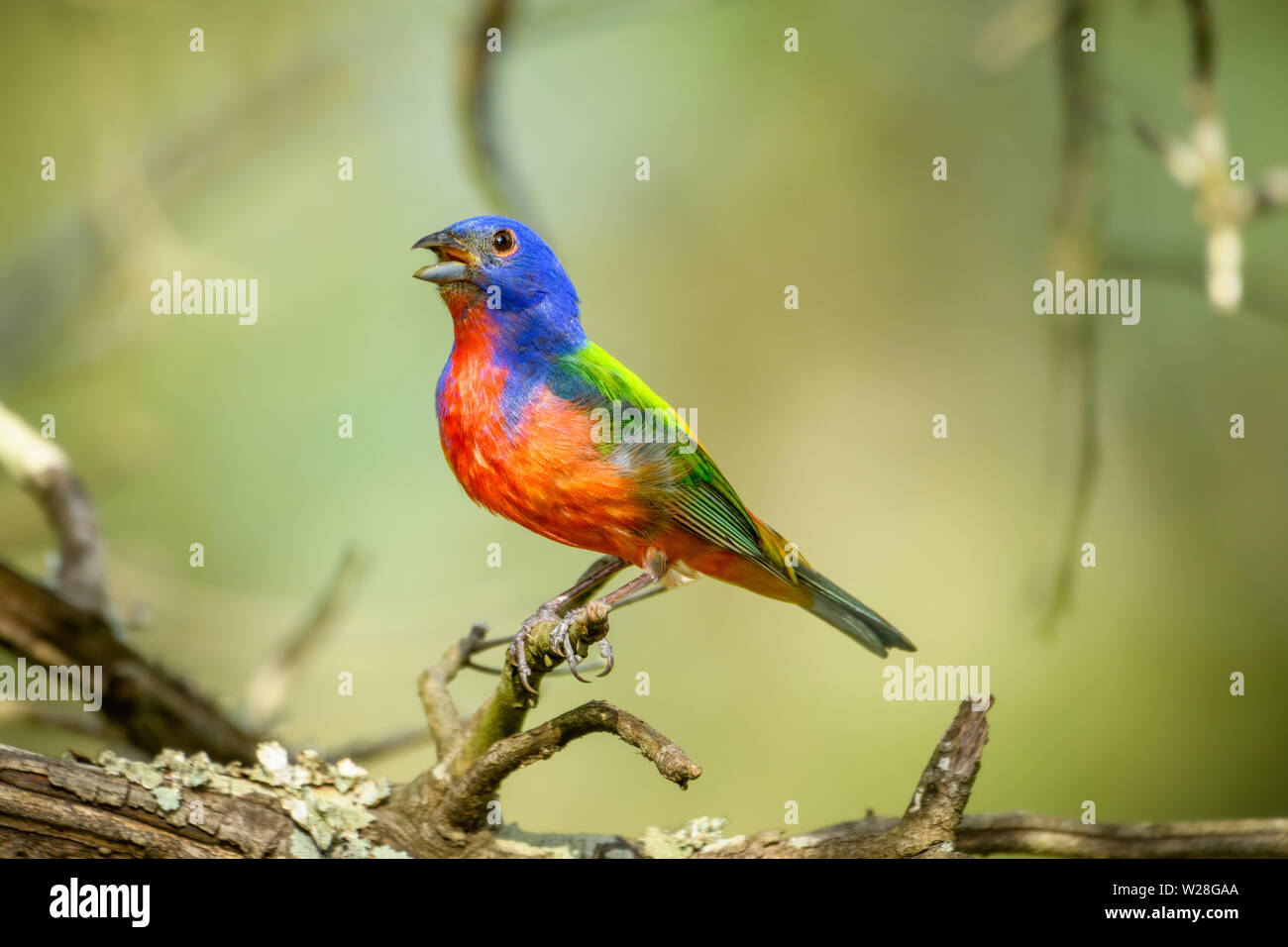 Painted bunting - Passerina ciris - perched on branch. Full profile. Stock Photo