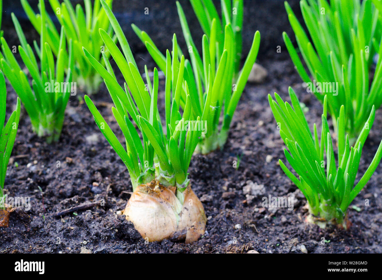 Onion head with green leaves growing in ground Stock Photo Alamy