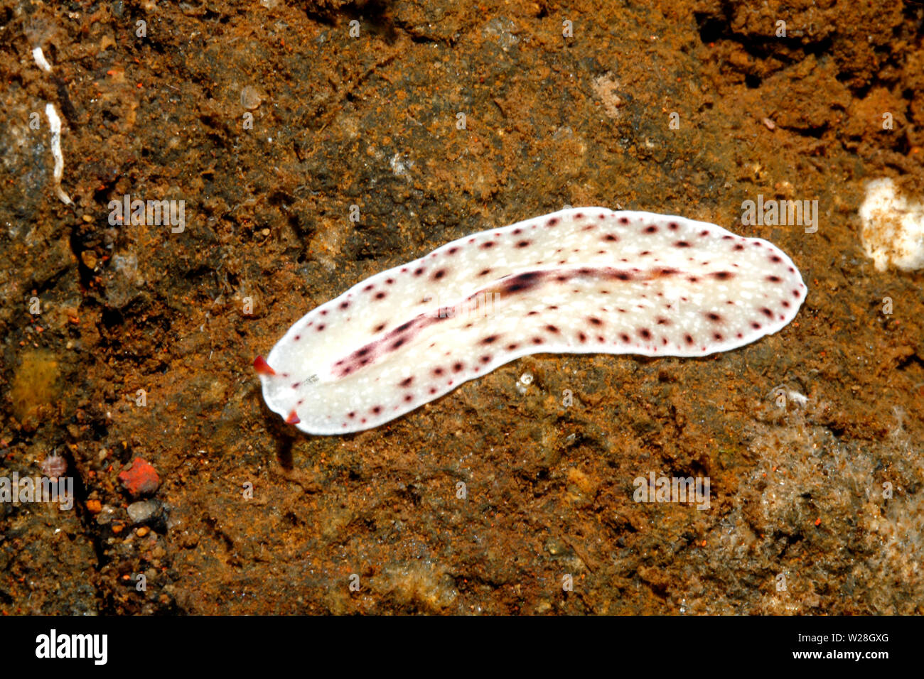 Marine Flatworm, Eurylepta sp. Possibly Eurylepta leoparda. Tulamben, Bali, Indonesia. Bali Sea, Indian Ocean Stock Photo