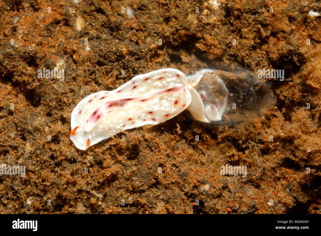 Marine Flatworm, Eurylepta sp. Possibly Eurylepta leoparda.This flatworm as been living inside its food ascidian while eating the flesh. Stock Photo