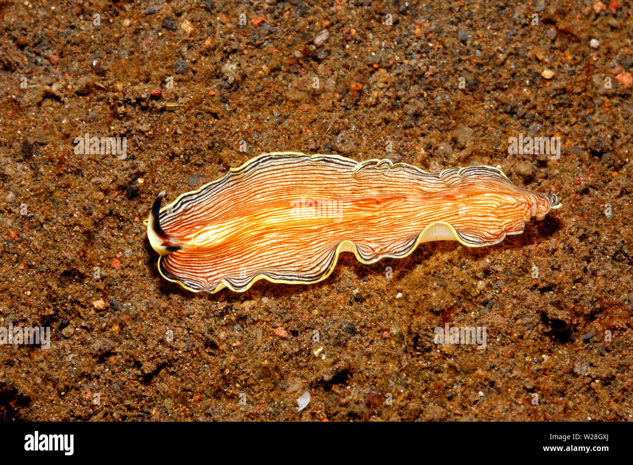Marine Flatworm, Prostheceraeus fuscolineatus. Tulamben, Bali, Indonesia. Bali Sea, Indian Ocean Stock Photo