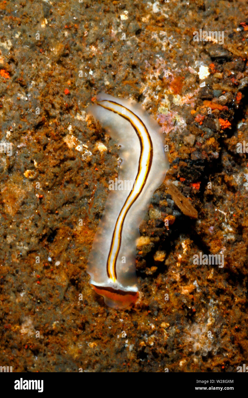 Marine Flatworm, Prosthiostomum trilineatum. Tulamben, Bali, Indonesia. Bali Sea, Indian Ocean Stock Photo