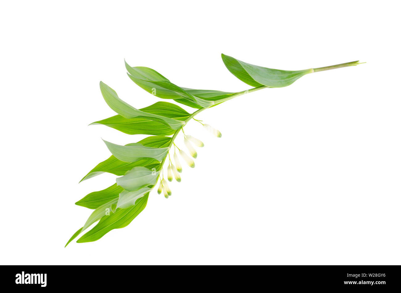 Polygonatum officinalis branch with white flowers and green leaves.  Stock Photo