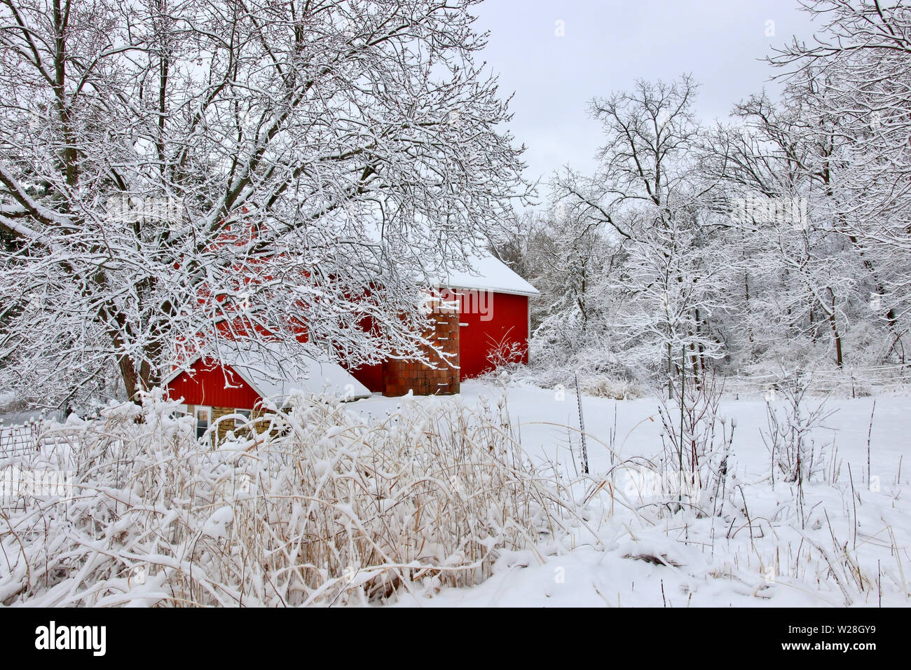 Scenic view with red barn in the cowered by fresh snow wood. Agriculture, farming and rural life at winter background. Stock Photo