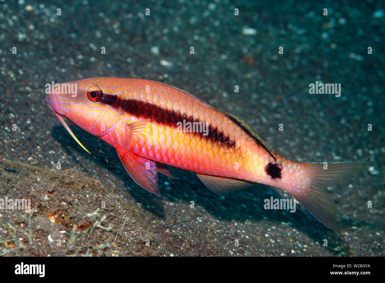 Longbarbel Goatfish, Parupeneus macronemus. The fish has turned a bright pink to attract the services of a nearby cleaner wrasse.Tulamben, Bali Stock Photo