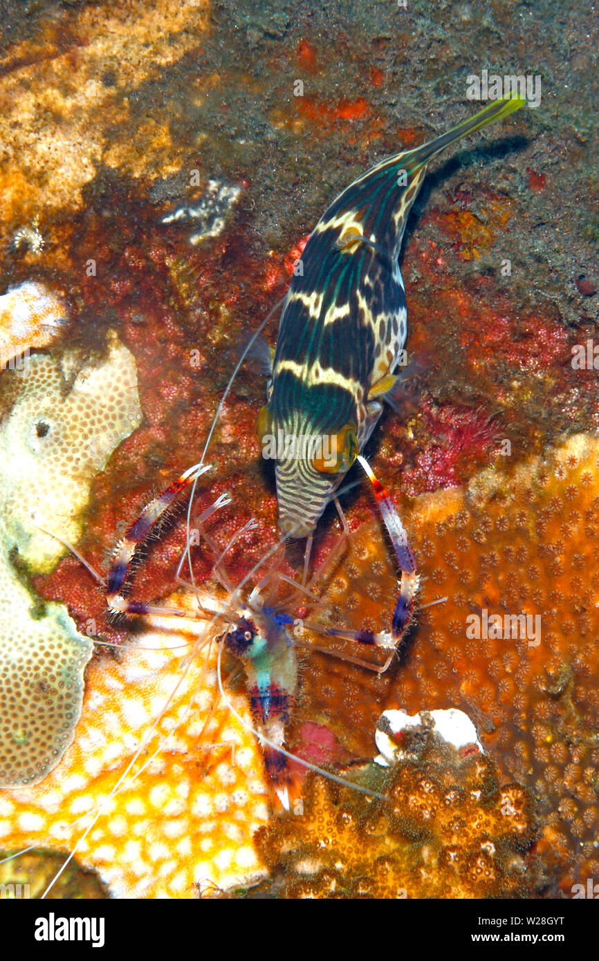 Valentine's Sharpnosed Puffer, also known as a Blacksaddle Toby, Canthigaster valentini, being cleaned by Banded Coral Shrimp, Stenopus hispidus. Stock Photo