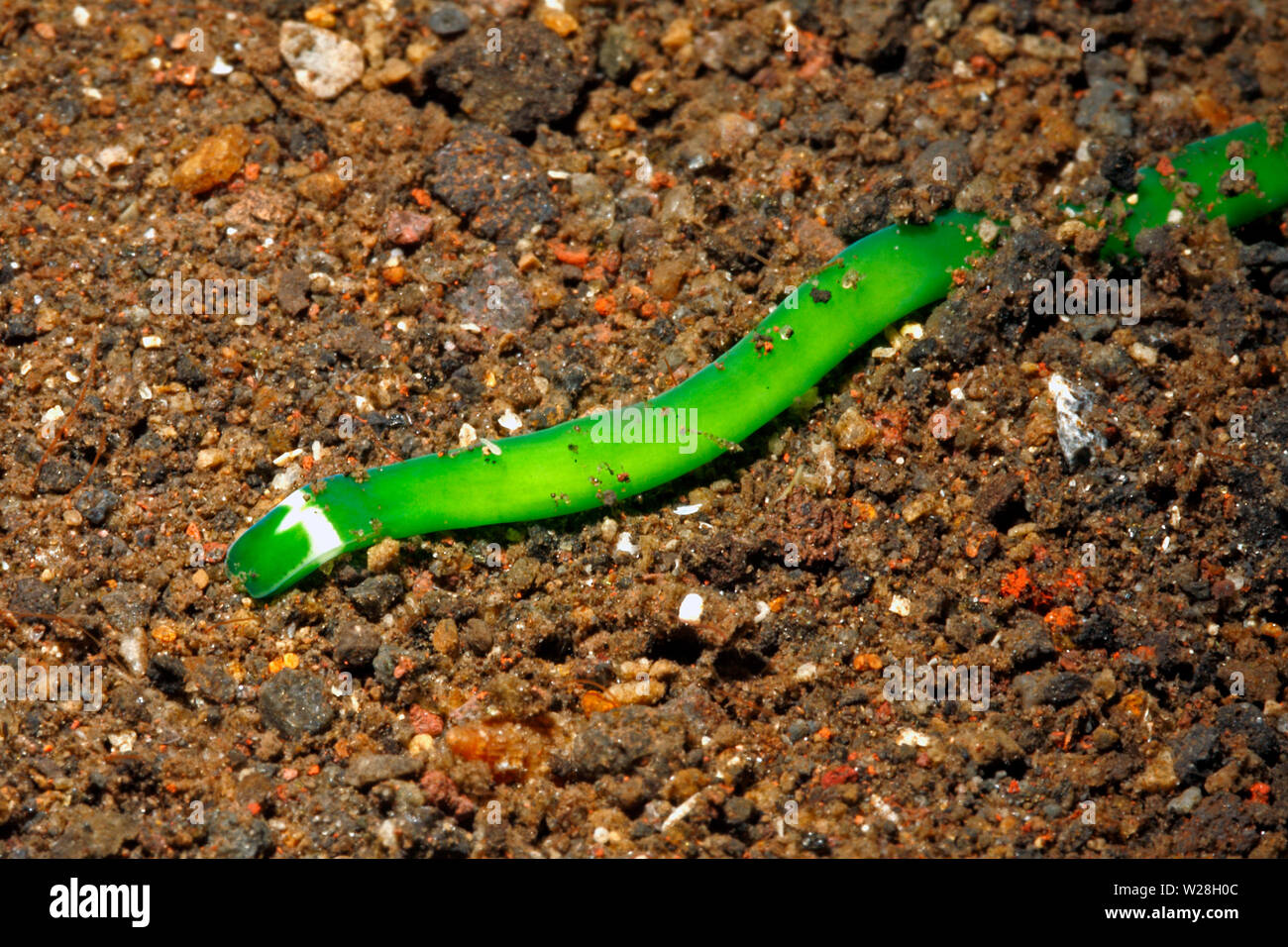 Green Ribbon Worm, Notospermus sp. Tulamben, Bali, Indonesia. Bali Sea, Indian Ocean Stock Photo
