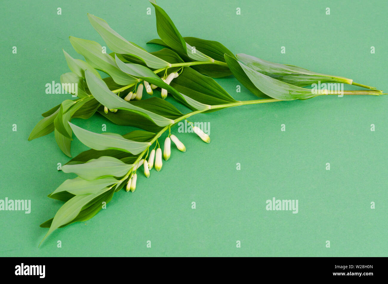 Polygonatum officinalis branch with white flowers and green leaves.  Stock Photo