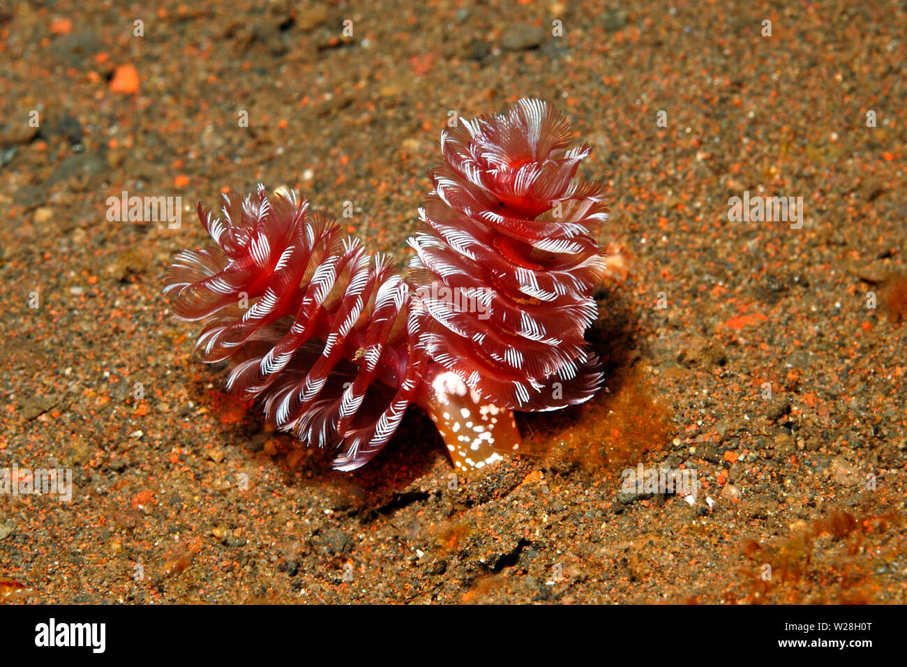 California Horseshoe Worm, Phoronopsis californica.Tulamben, Bali, Indonesia. Bali Sea, Indian Ocean Stock Photo
