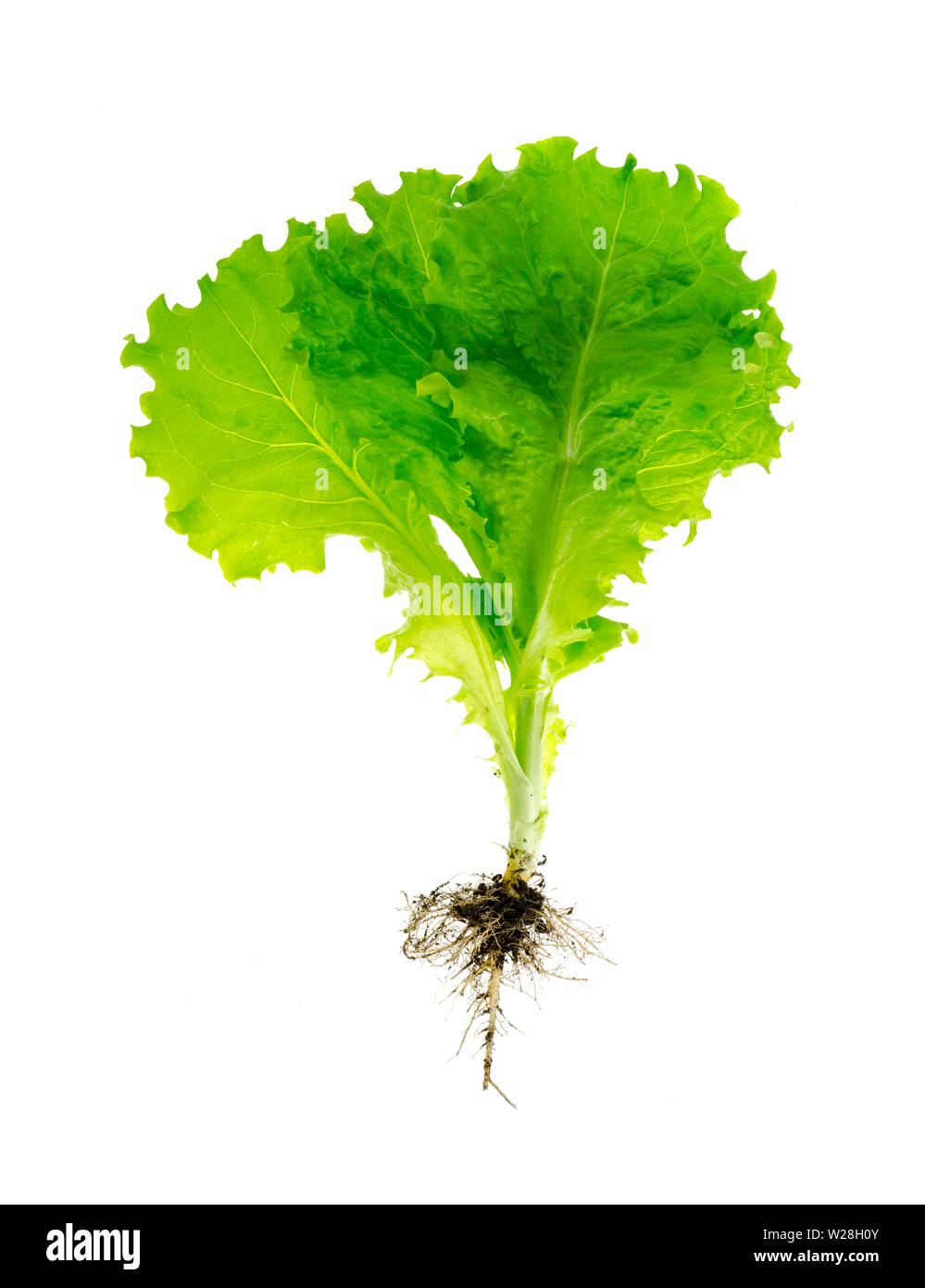 Plant fresh green lettuce with root. Photo Stock Photo Alamy