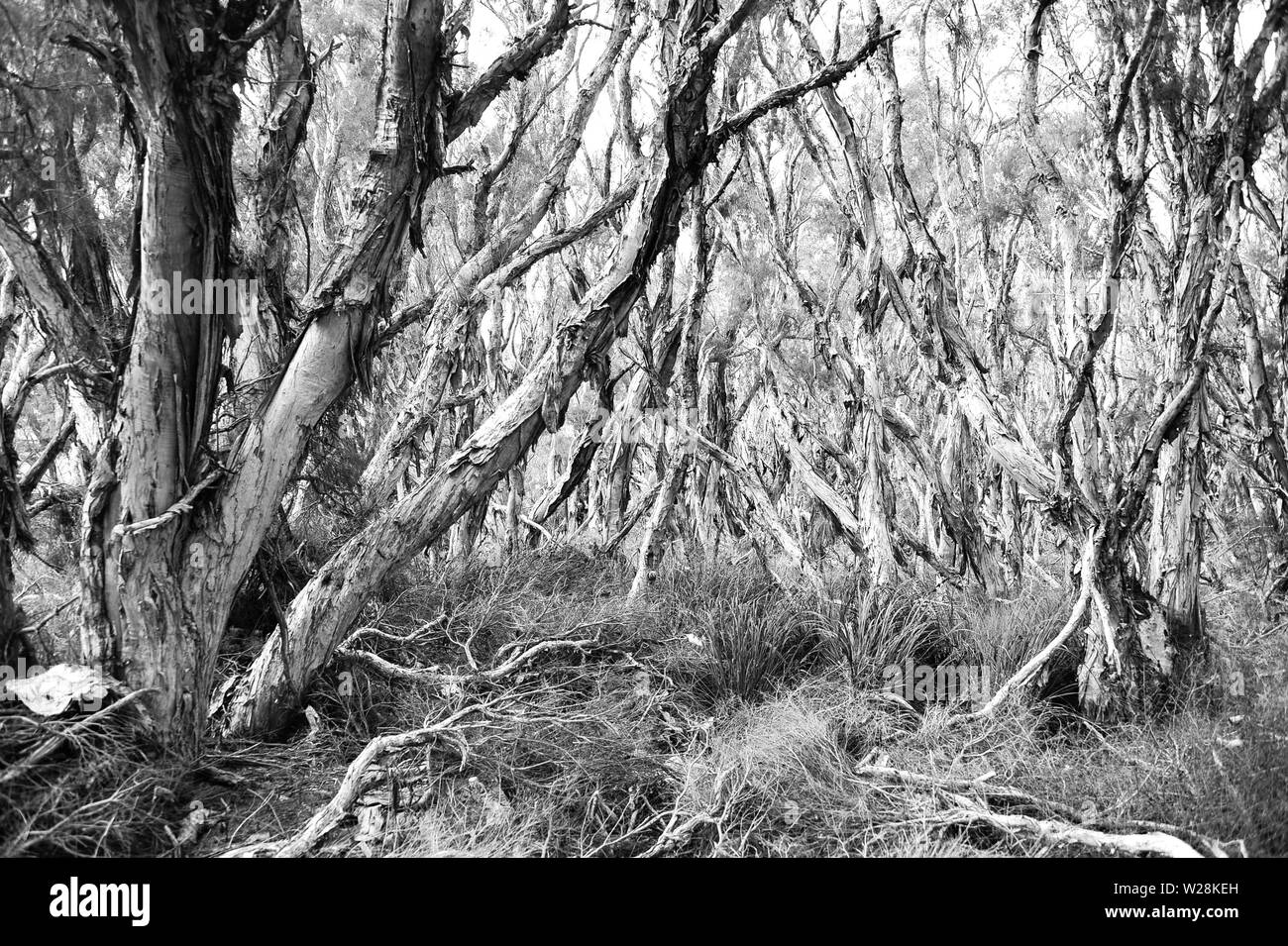 Paperbark trees in Fremantle create a mysterious atmosphere in black and white Stock Photo