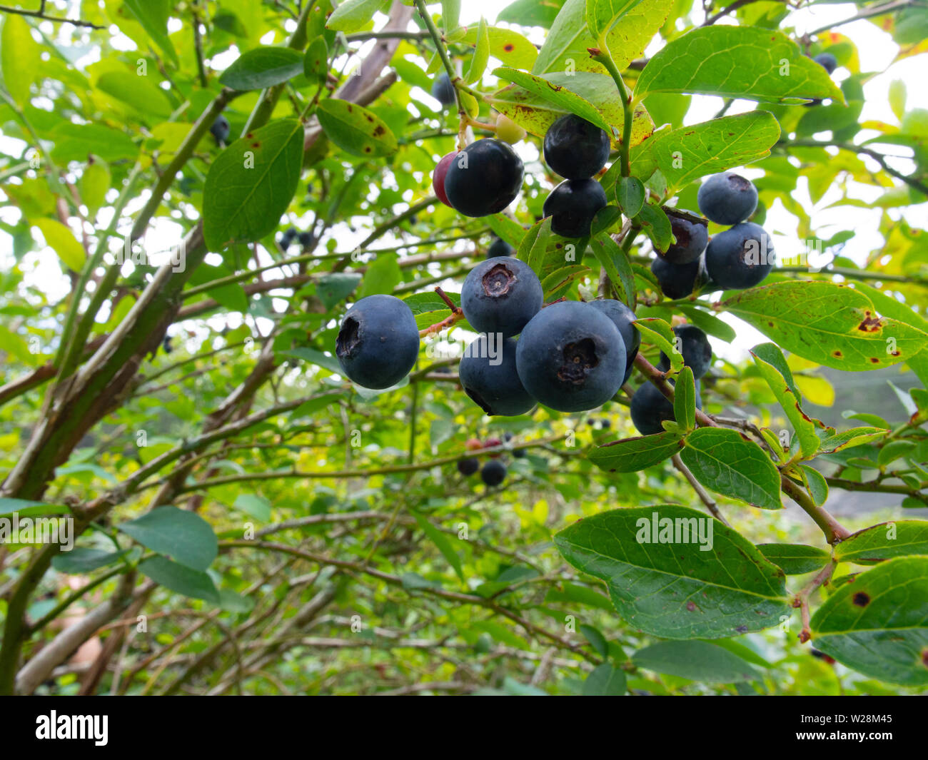 Bunch Of Blueberries On A Blueberry Bush Stock Photo Alamy