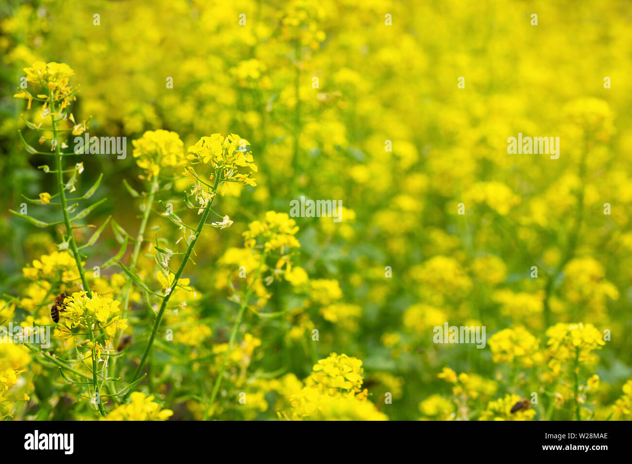 yellow mustard flowers with bee Stock Photo