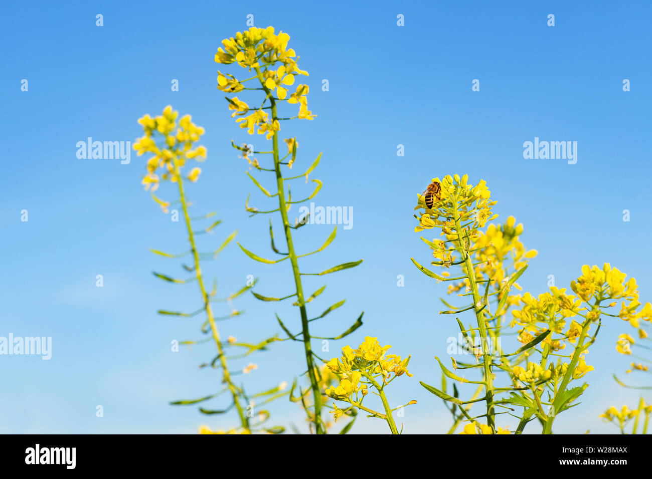 yellow mustard flowers with bee Stock Photo Alamy