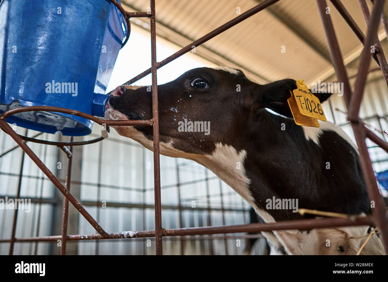 young calves on the farm Stock Photo Alamy