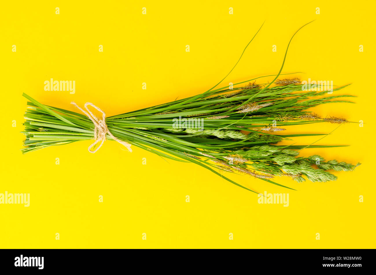 Bunch of wild herbs on bright background.  Stock Photo