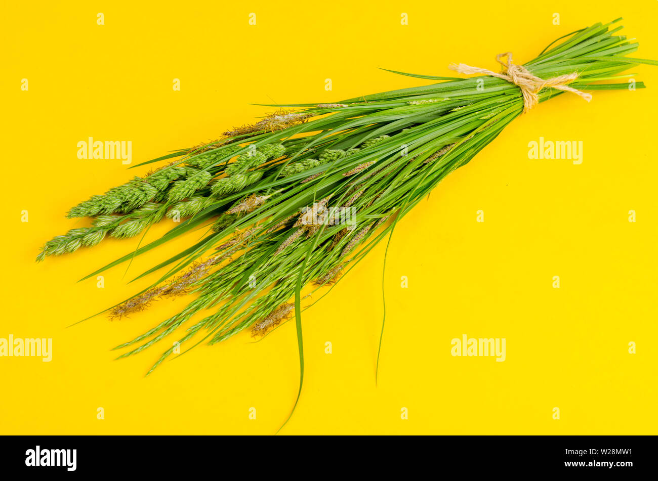 Bunch of wild herbs on bright background.  Stock Photo
