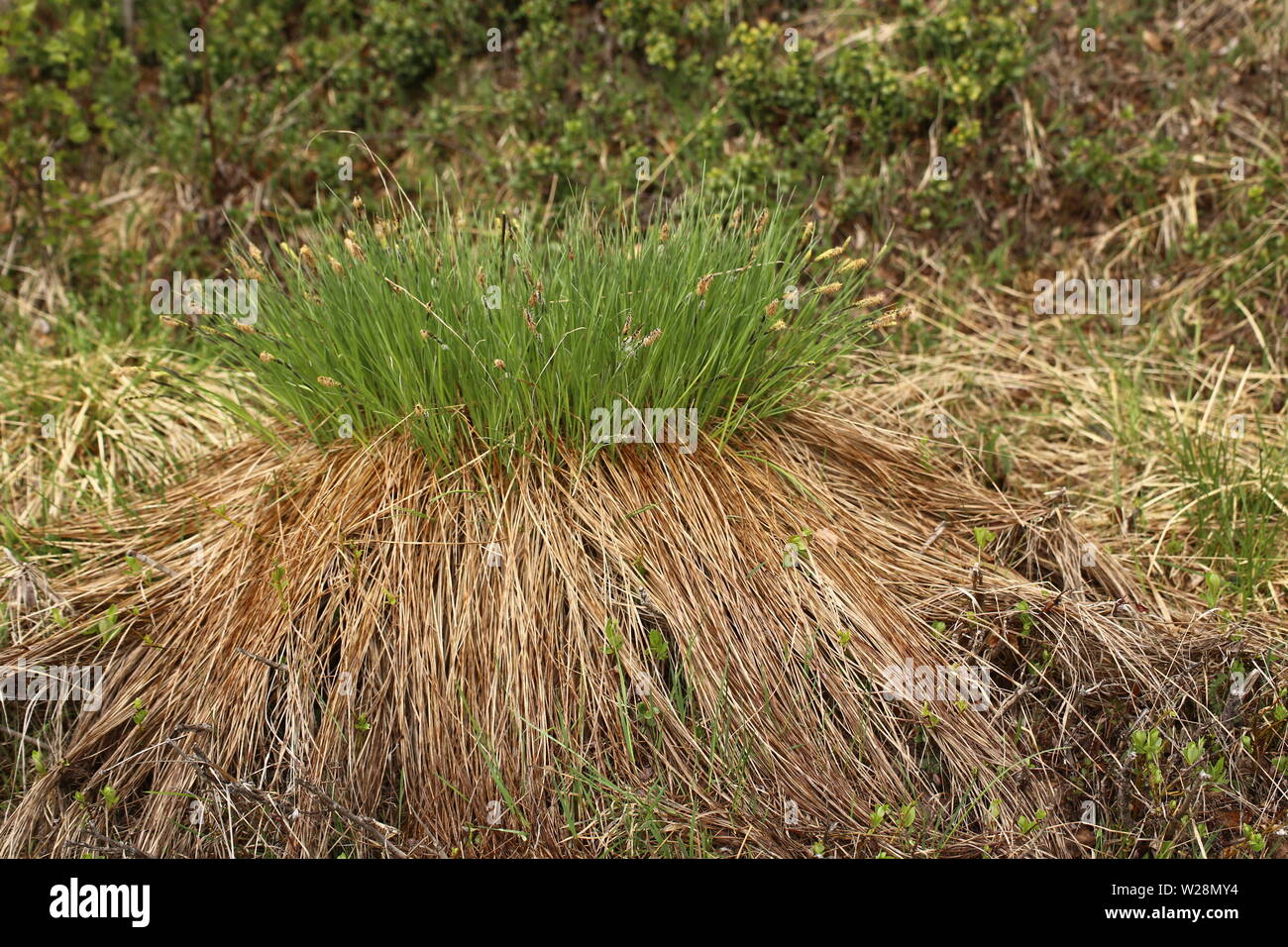 Dense hassock of Carex nigra, the common sedge. Stock Photo