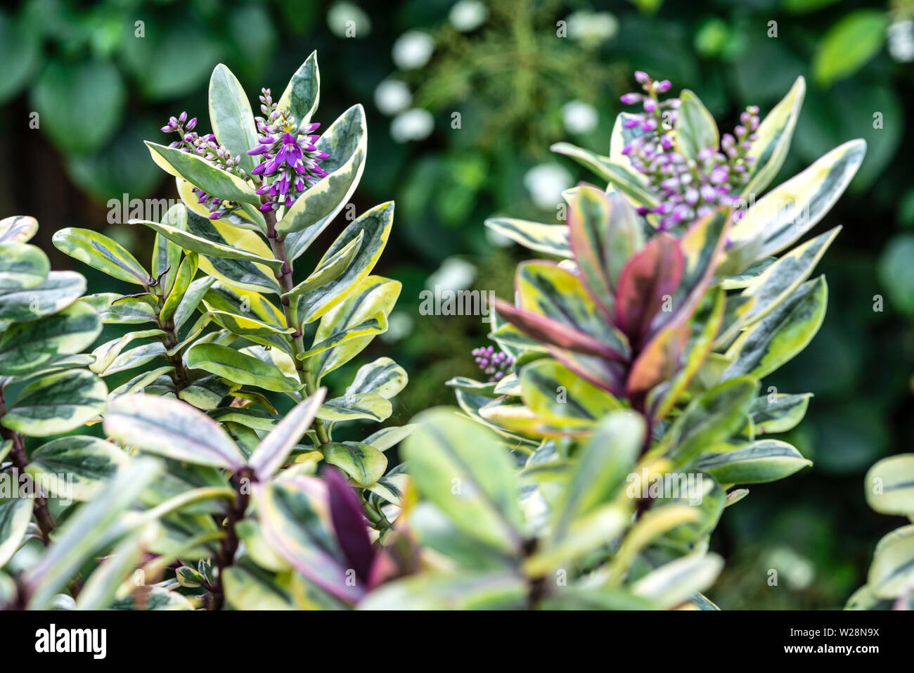Hebe Tricolor, flowering, in early summer with variegated foliage. Stock Photo