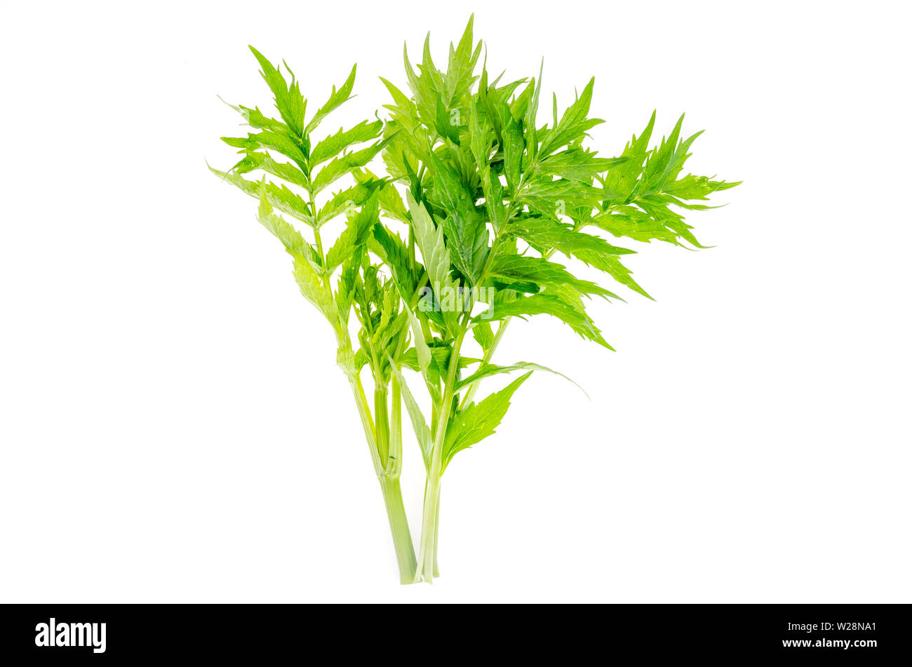 Medicinal plants, herbs isolated on white background. Stock Photo