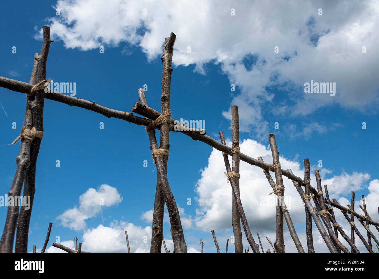 Runner bean poles. Climbing bean supports. Stock Photo