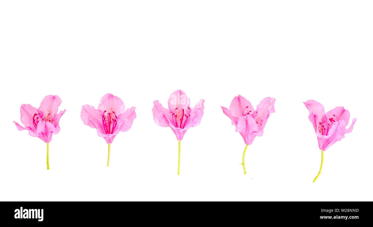 Pink small flowers and buds isolated on white background Stock Photo
