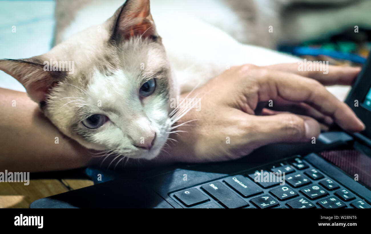 Cute cat dozing on man's hand. Furry pet cuddling up to it's owner and getting in the way of his work. Freelance job . Man is at the computer keyboard Stock Photo