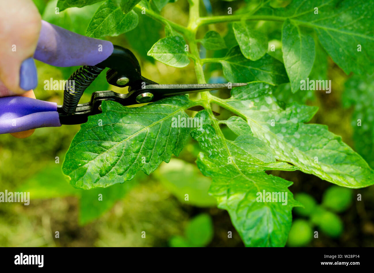 Pruning tomato plants, removing stems. Studio Photo Stock Photo Alamy