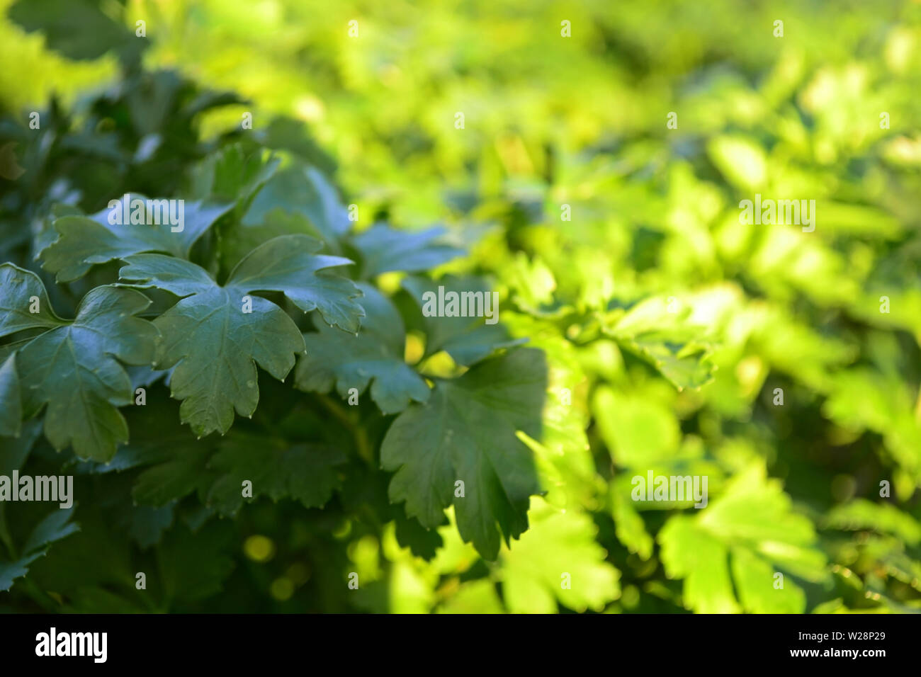 Fresh green cilantro, coriander leaves in the garden Stock Photo