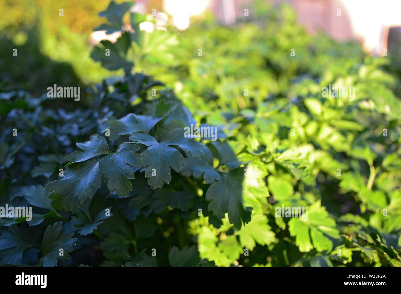 Fresh green cilantro, coriander leaves in the garden Stock Photo