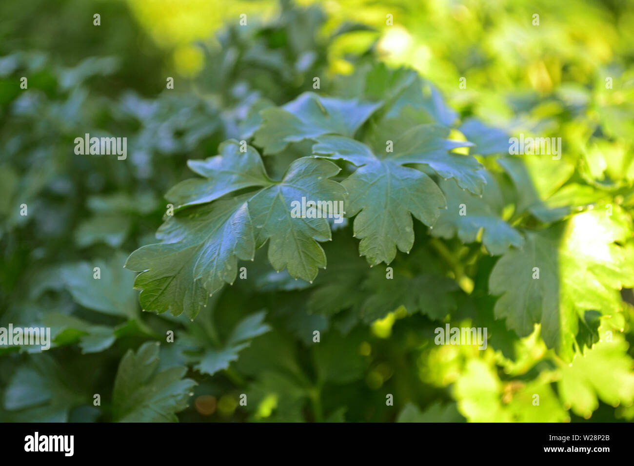 Fresh green cilantro, coriander leaves in the garden Stock Photo