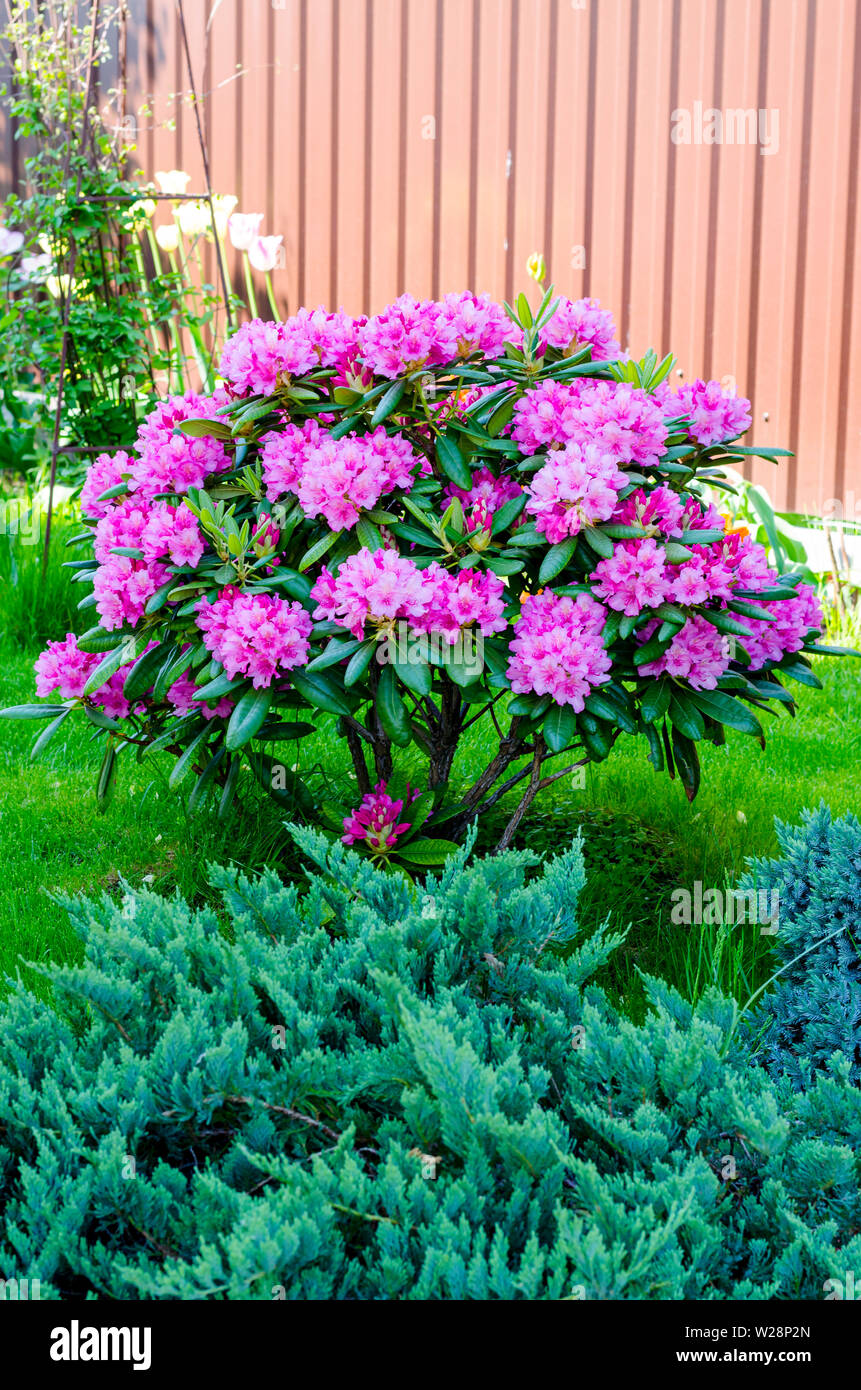 Rose blooming rhododendron bush in garden. Photo Stock Photo